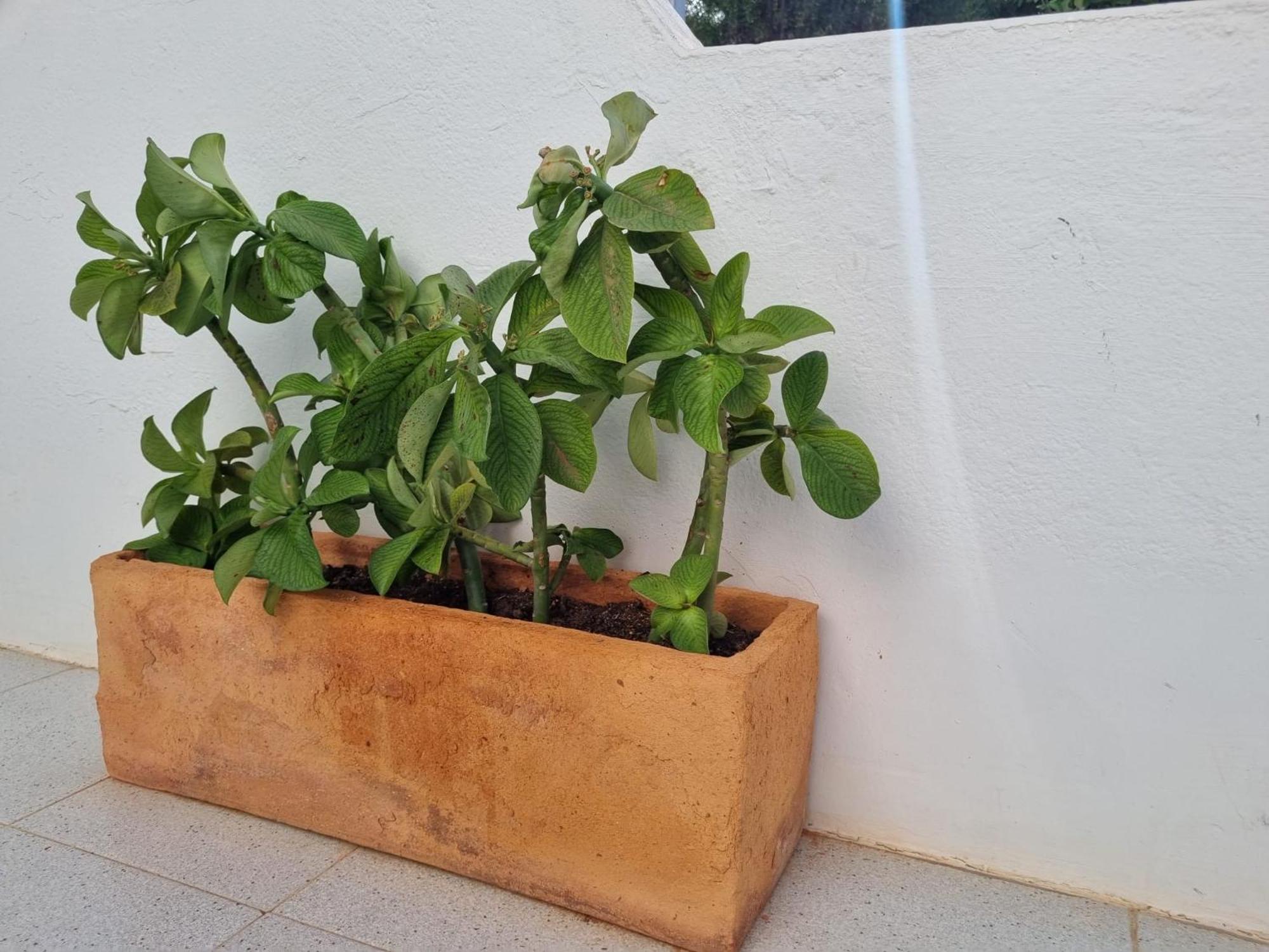 La Casa De Las Palomitas Corralejo Ngoại thất bức ảnh